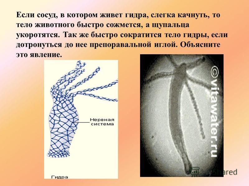 Кракен наркокортель